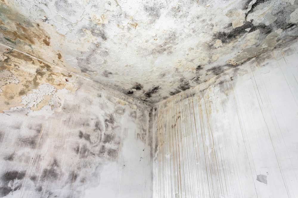 mold growth in ceiling Brigantine City, NJ