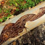 tree roots in underground pipe