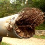 tree roots in sewer line pipes