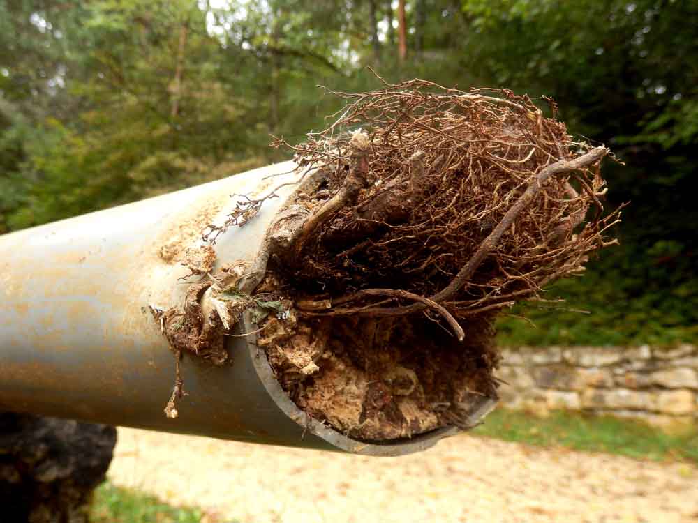 tree roots