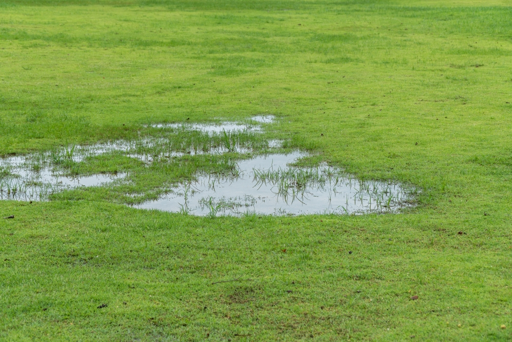 soggy lawn