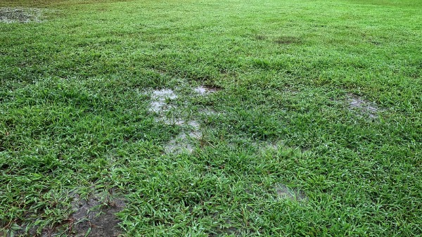 water pooling on lawn